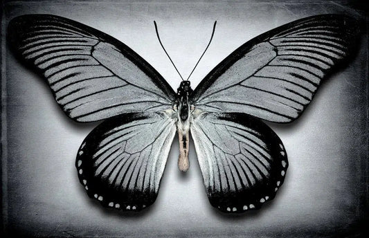 Papilio Zalmoxis No. 3, by Dario Preger-PurePhoto
