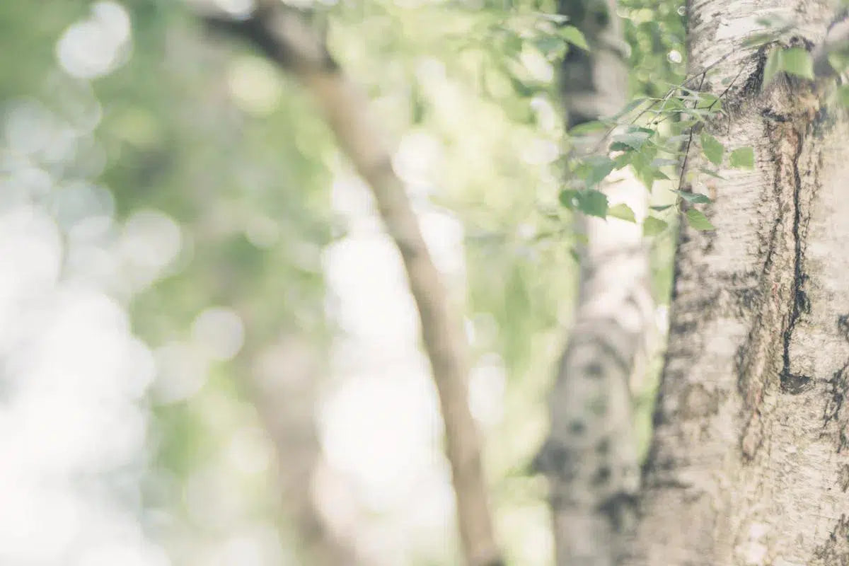 Peaceful Nature, by Natalie Kinnear-PurePhoto