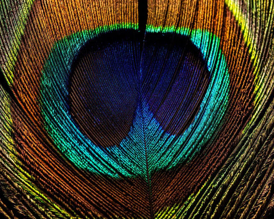 Peacock Feather Detail, by Tom Fowlks-PurePhoto