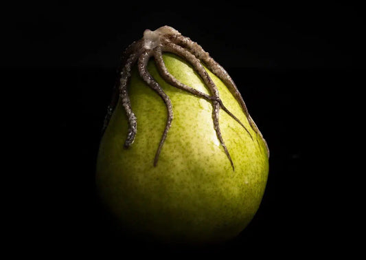 Pear & Octopus, by Curtis Speer-PurePhoto