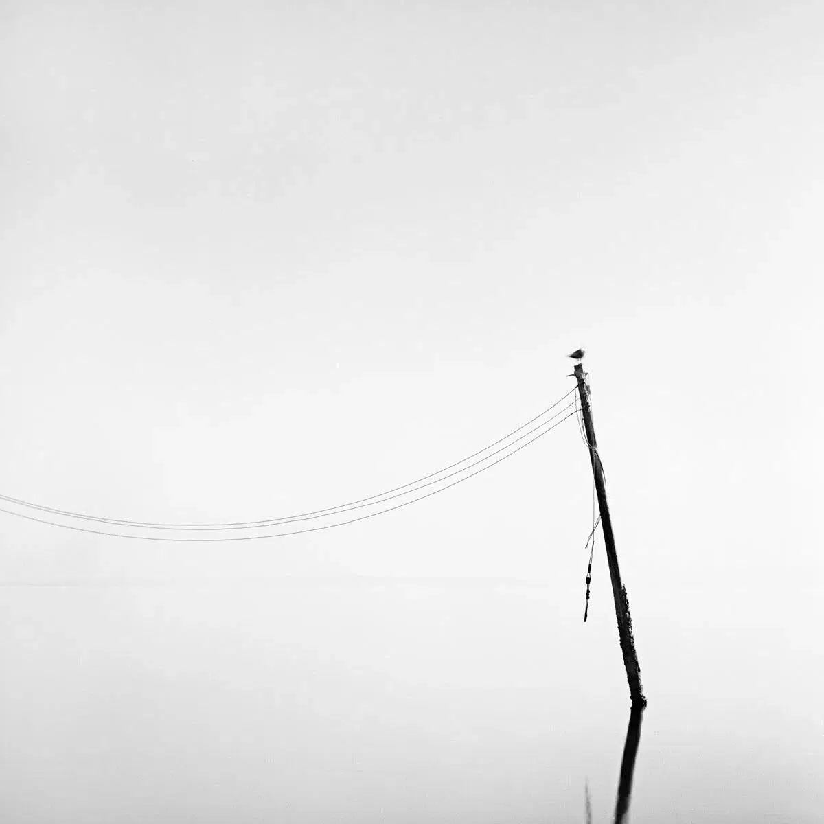 Perch Study 1, by Bryce Olsen-PurePhoto