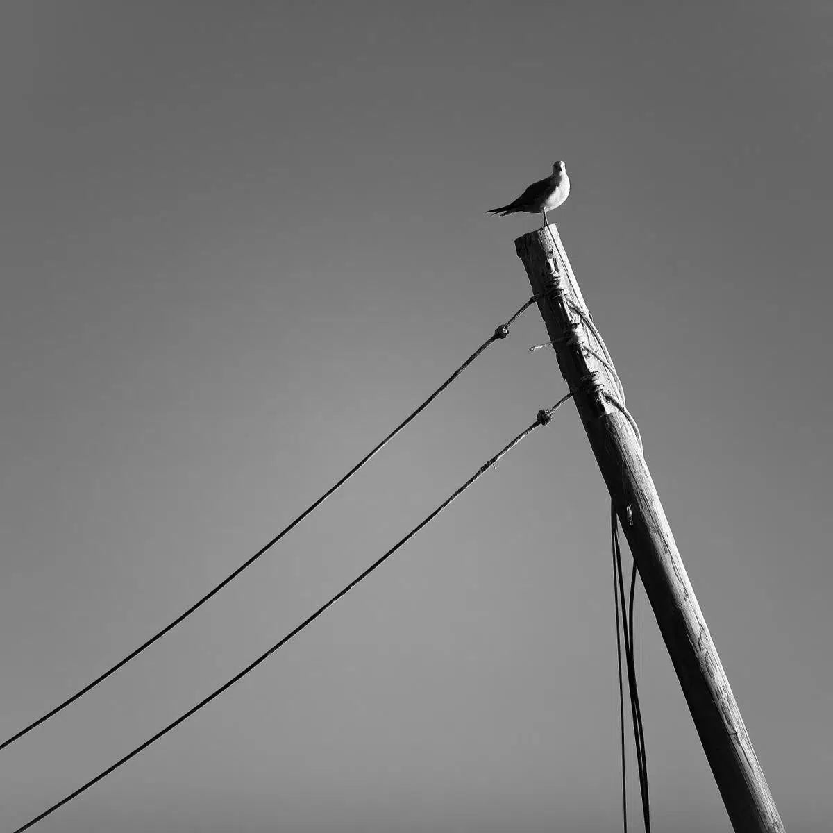 Perch Study 2, by Bryce Olsen-PurePhoto