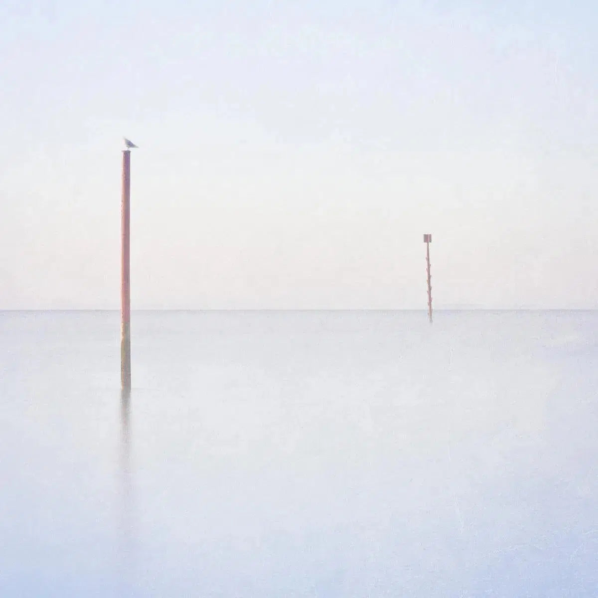 Perch, by Maggy Morrissey-PurePhoto