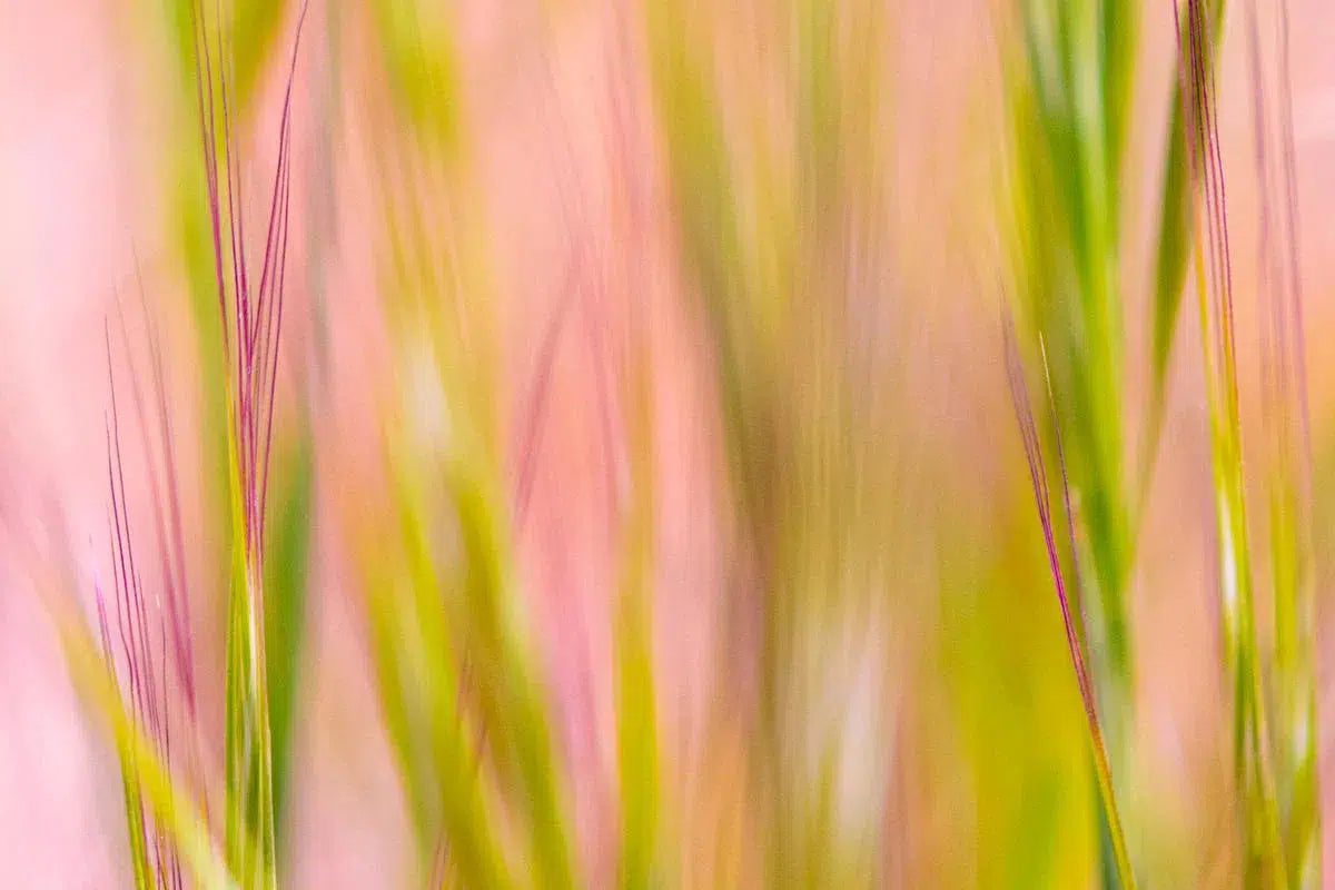 Pink Grass, by Ann Dahlgren-PurePhoto