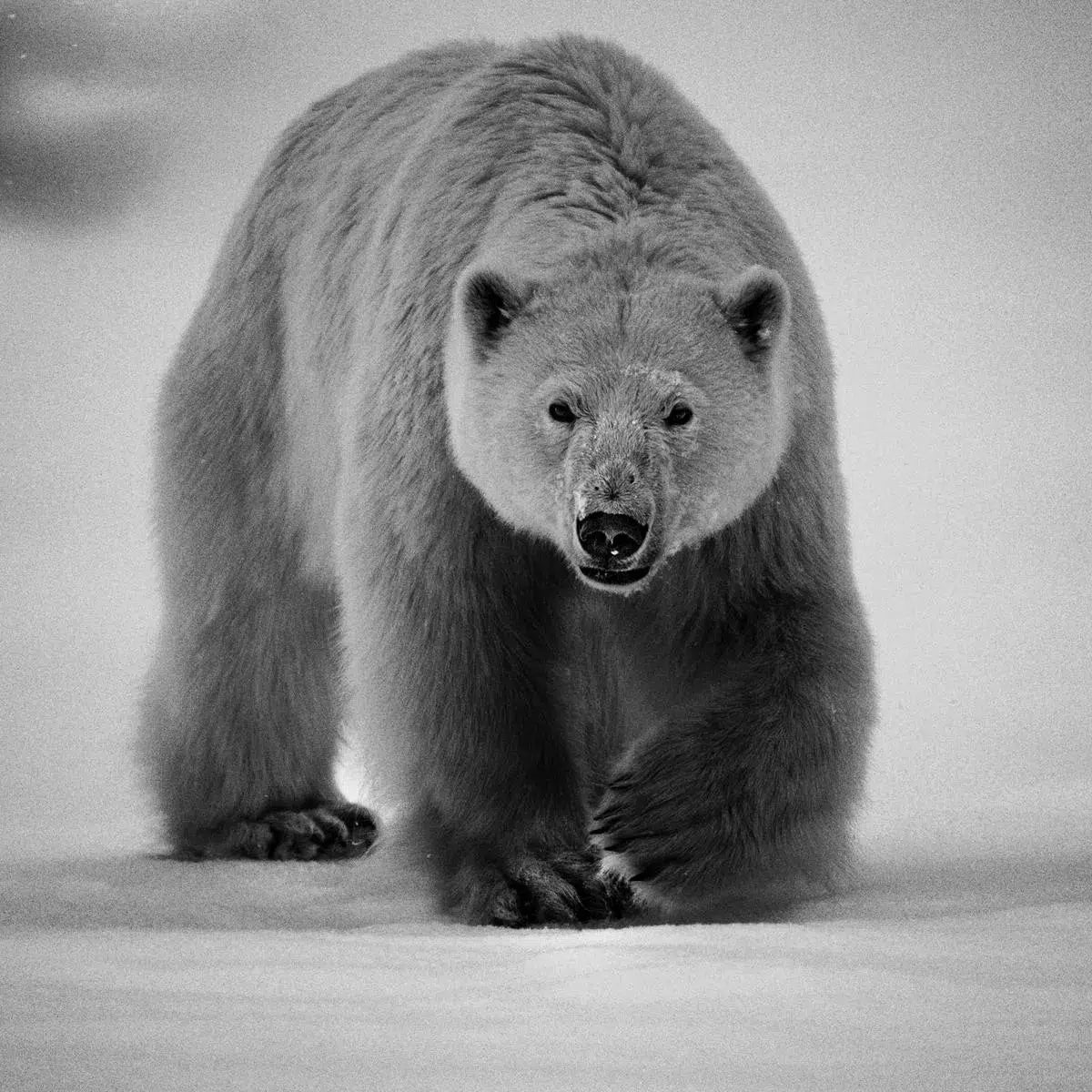 Polar Bear II - Baffin Island, Canada, by Laurent Baheux-PurePhoto