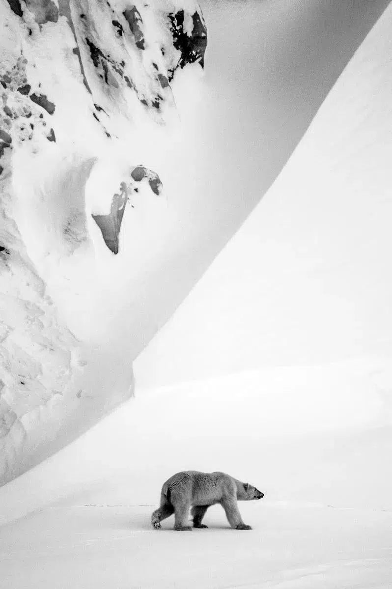 Polar Bear and Mountain, Svalbard, by Laurent Baheux-PurePhoto