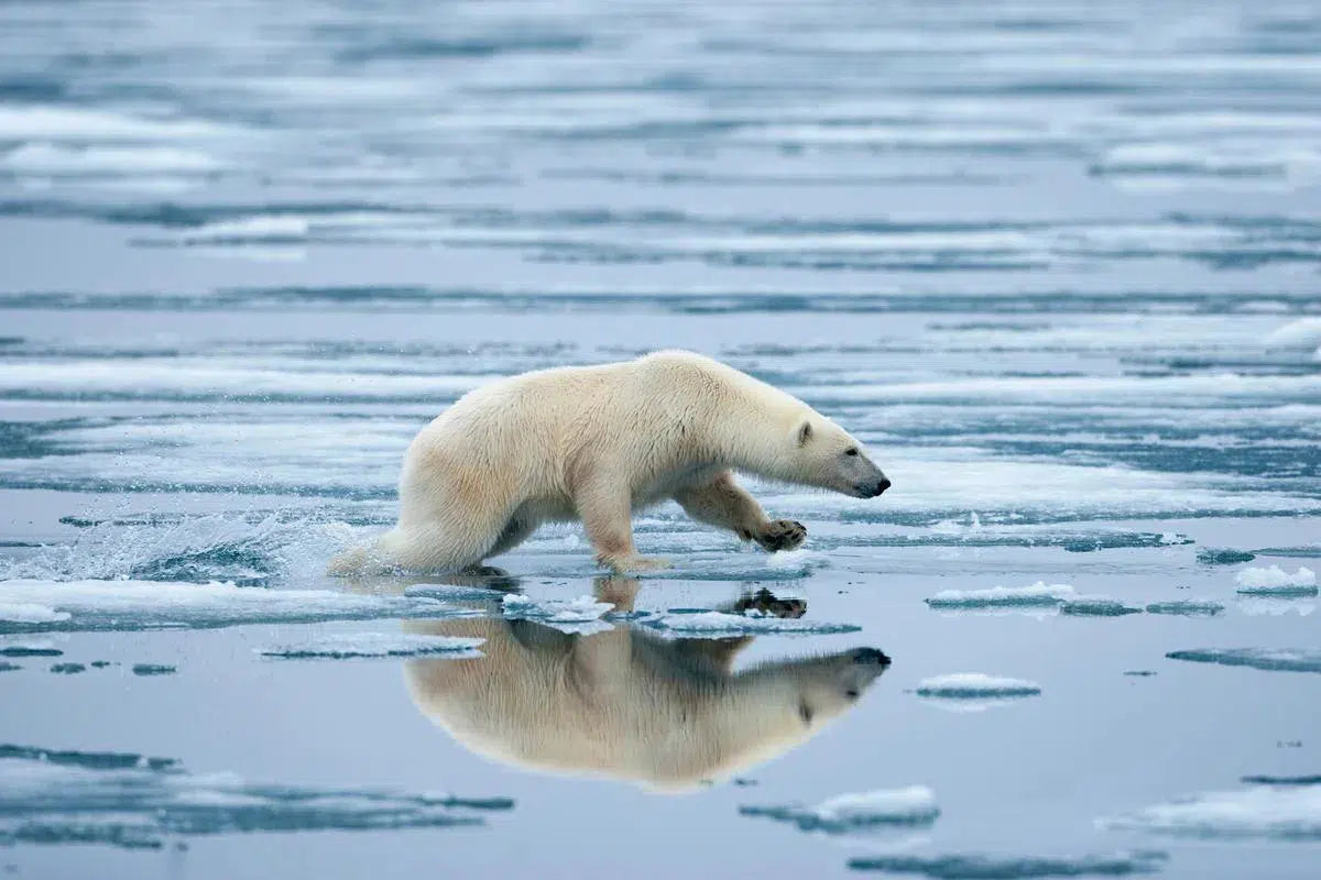 Polar Bear on Melting Ice, by Paul Souders-PurePhoto