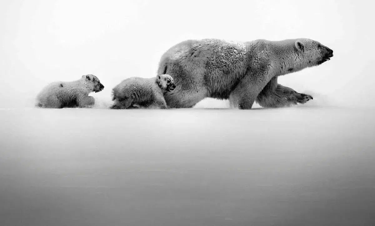 Polar bear with Cubs, Baffin Island Canada, by Laurent Baheux-PurePhoto