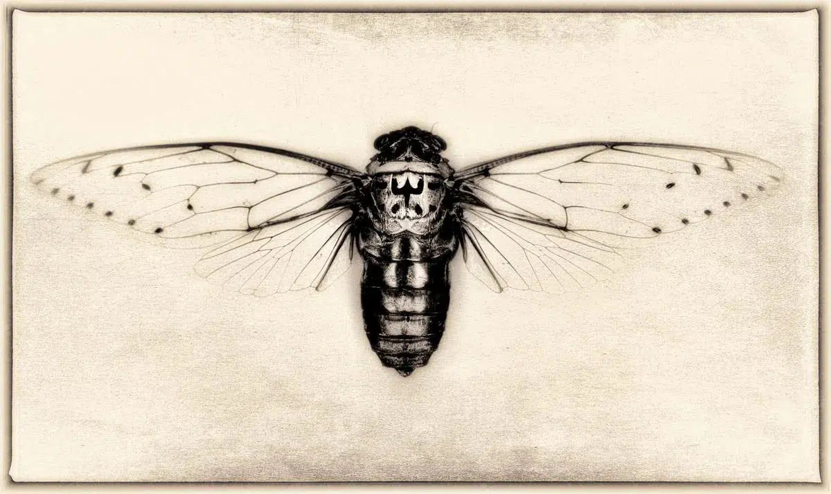 Pomponia Imperatoria (Cicada), by Dario Preger-PurePhoto