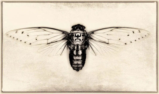 Pomponia Imperatoria (Cicada), by Dario Preger-PurePhoto