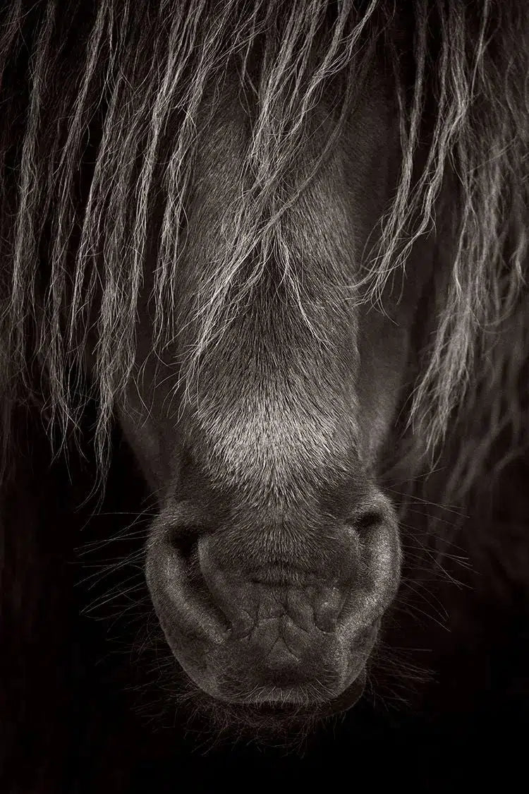 Protector, by Drew Doggett-PurePhoto