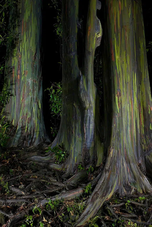 Rainbow Eucalyptus, by Garret Suhrie-PurePhoto