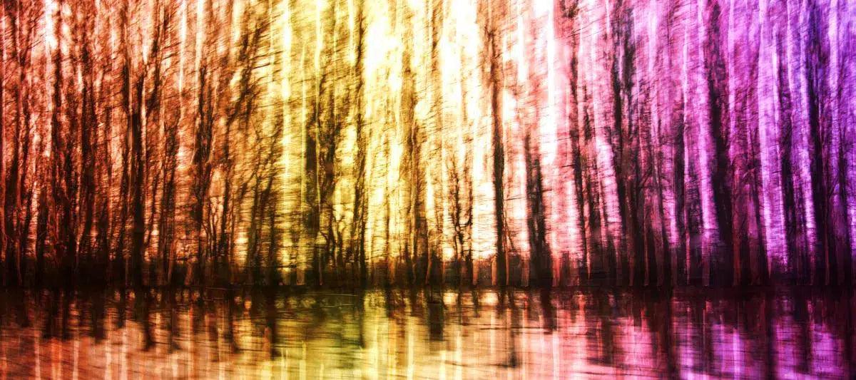 Rainbow Forest [wide], by Anyes Galleani-PurePhoto