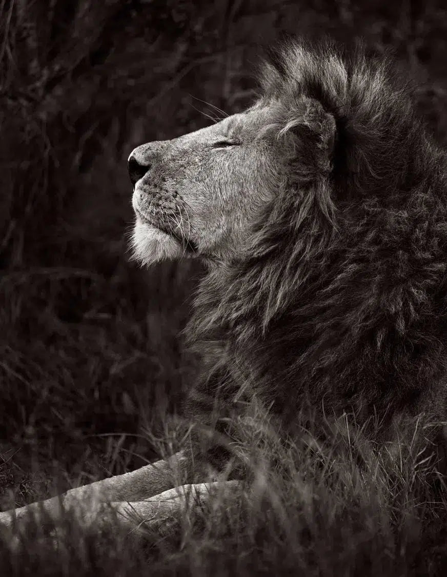 Reverie, by Drew Doggett-PurePhoto