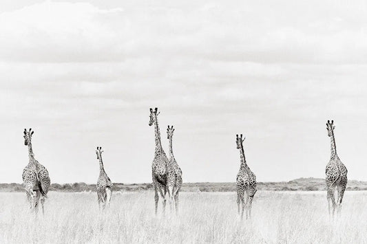 Rhythm of Amboseli, by Drew Doggett-PurePhoto