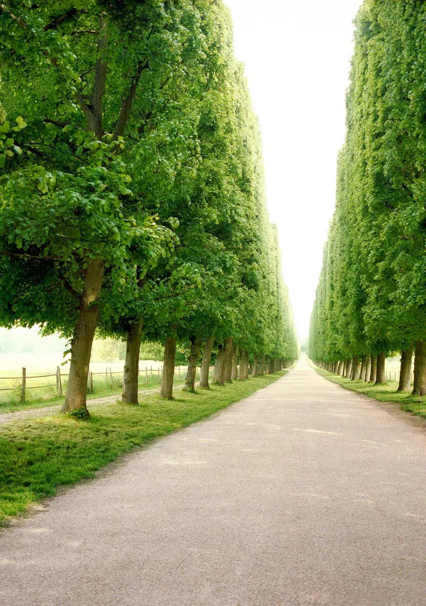 Rows of Trees, Versailles, France, by Aaron Delesie-PurePhoto