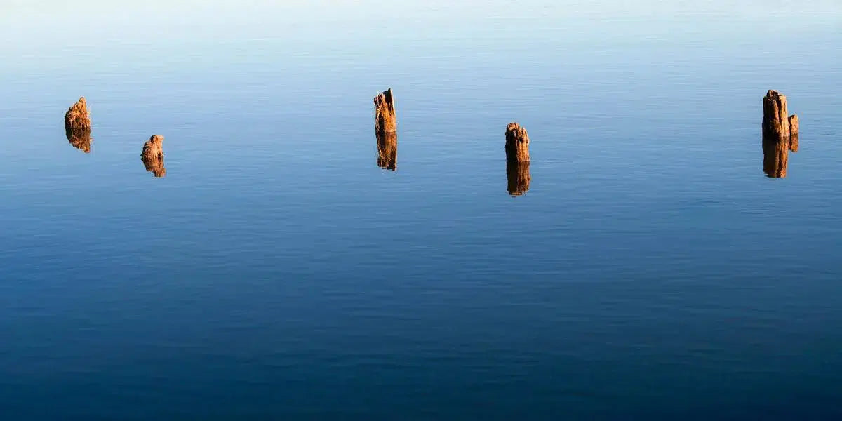Sentinels, by Gillian Lindsay-PurePhoto