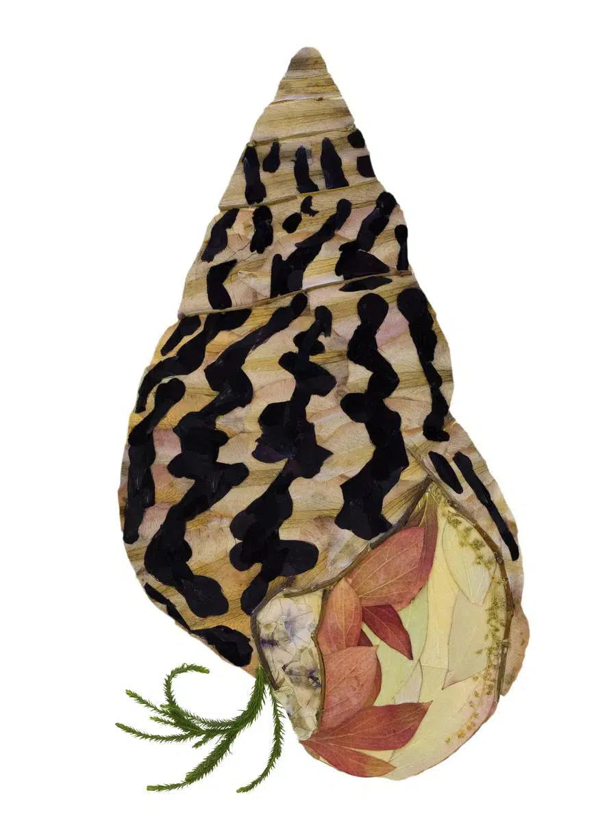 Shell #1, by Amanda McCauley-PurePhoto