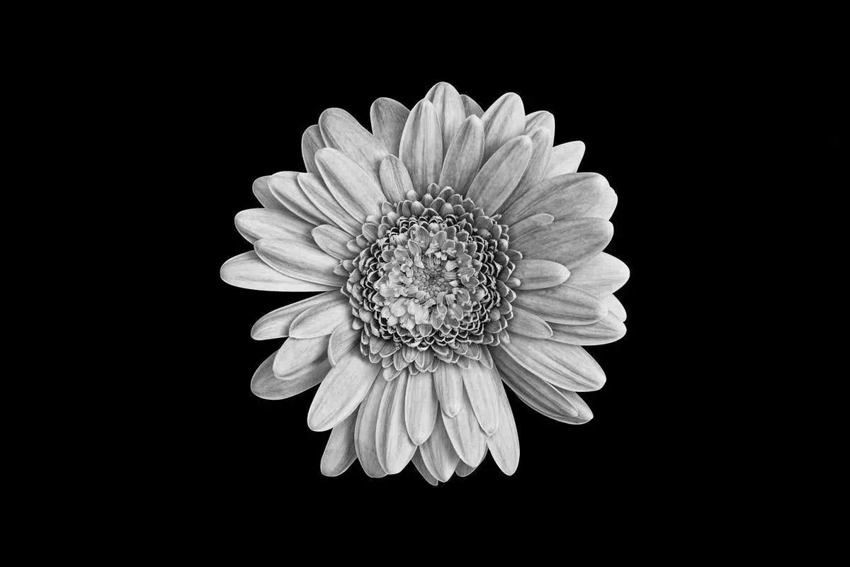 Simply Flower, by Natalie Kinnear-PurePhoto