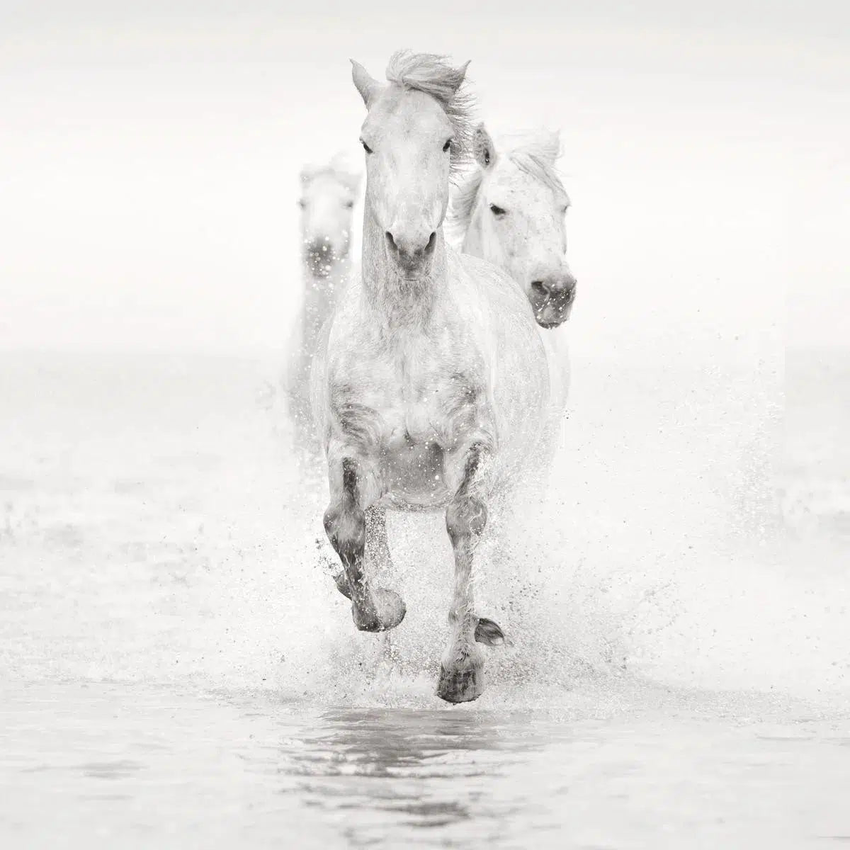 Single File, by Jonathan Chritchley-PurePhoto