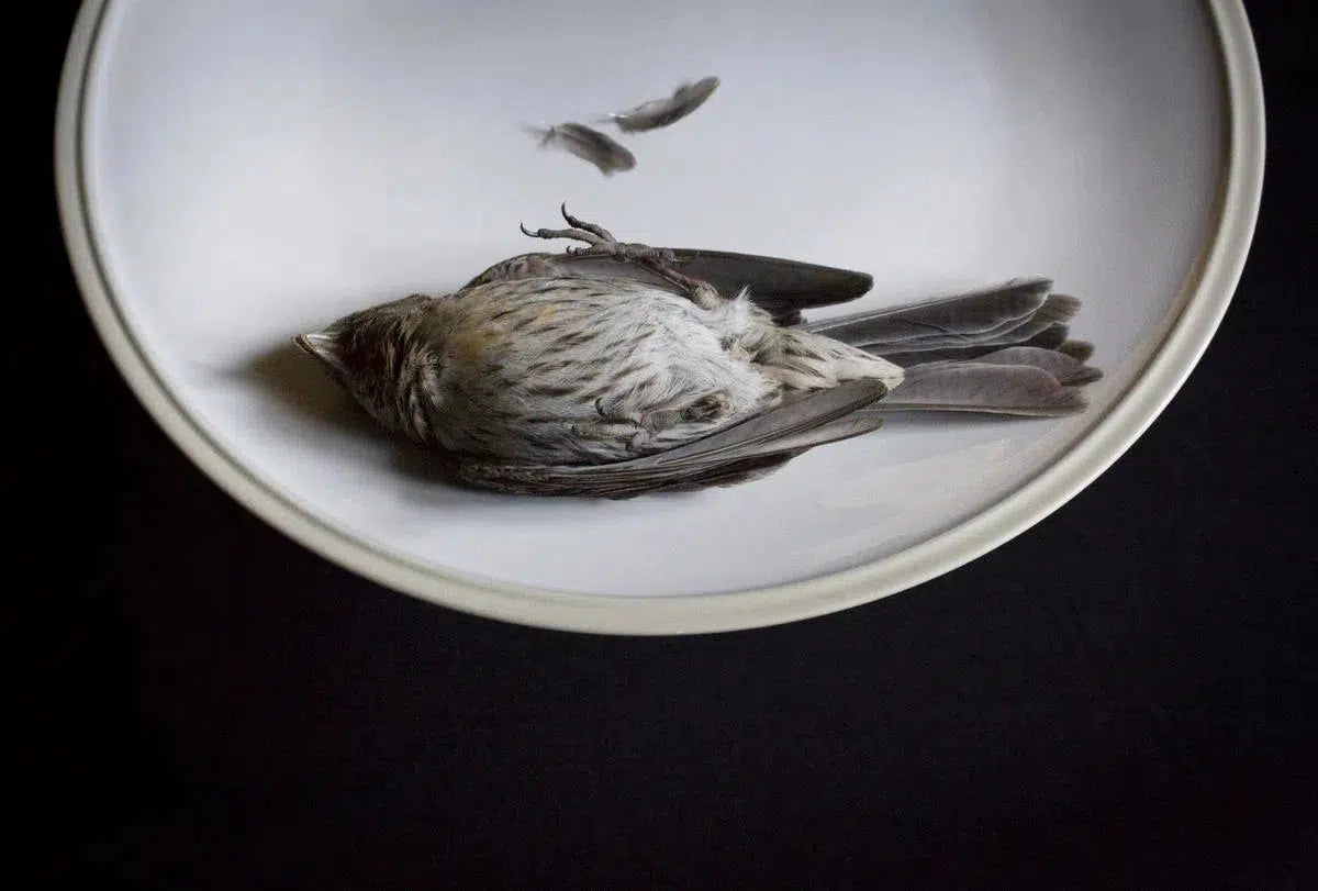 Sparrow, by Curtis Speer-PurePhoto