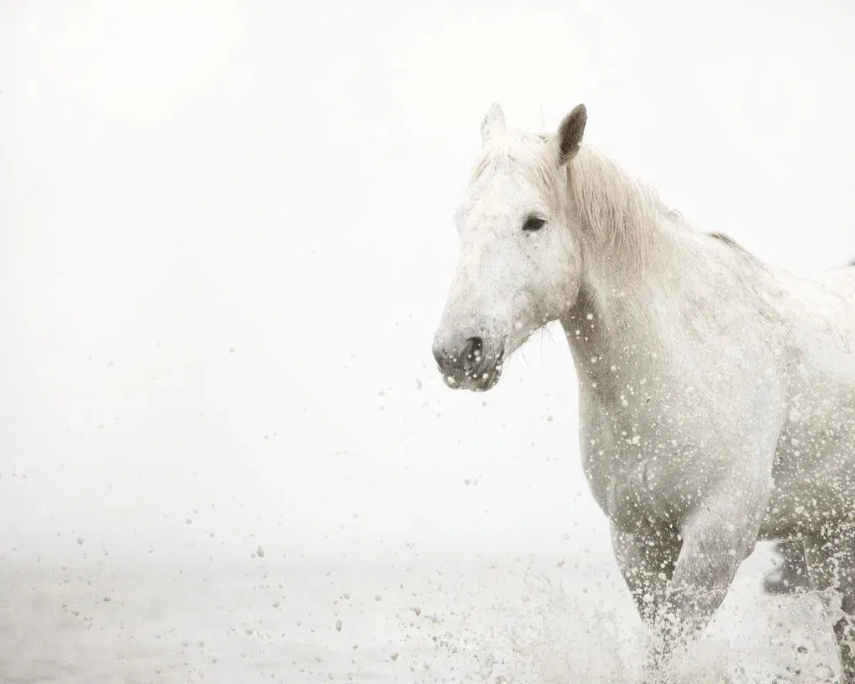 Splash, by Irene Suchocki-PurePhoto
