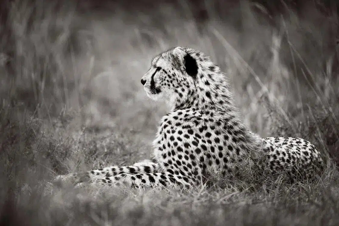 Spotted, by Drew Doggett-PurePhoto