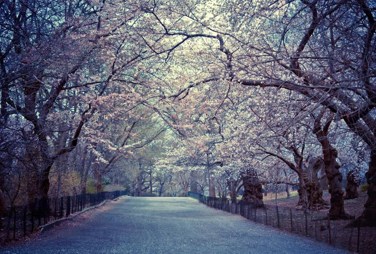 Spring Cherry Blossoms - Central Park, by Vivienne Gucwa-PurePhoto