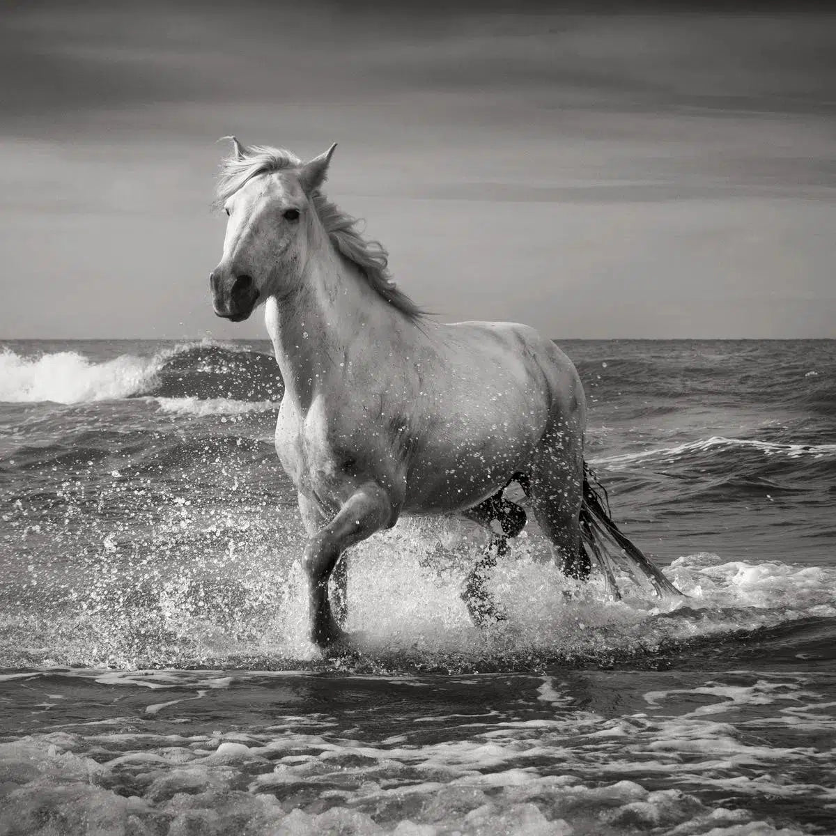 Stallion, Camargue, by Jonathan Chritchley-PurePhoto
