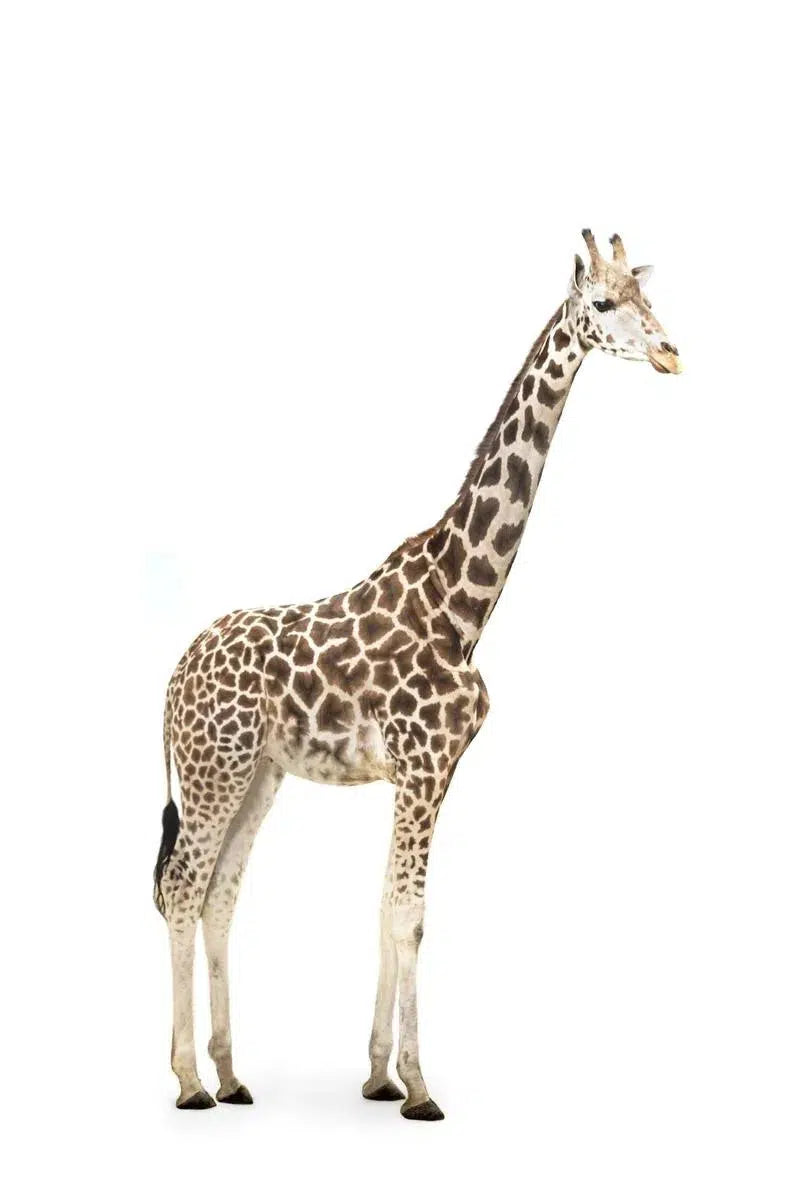 Standing Giraffe, by Michael Duva-PurePhoto