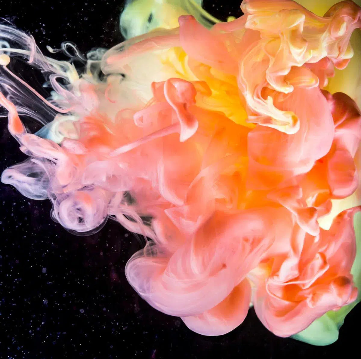 Star Gazing Lily, by Javiera Estrada-PurePhoto