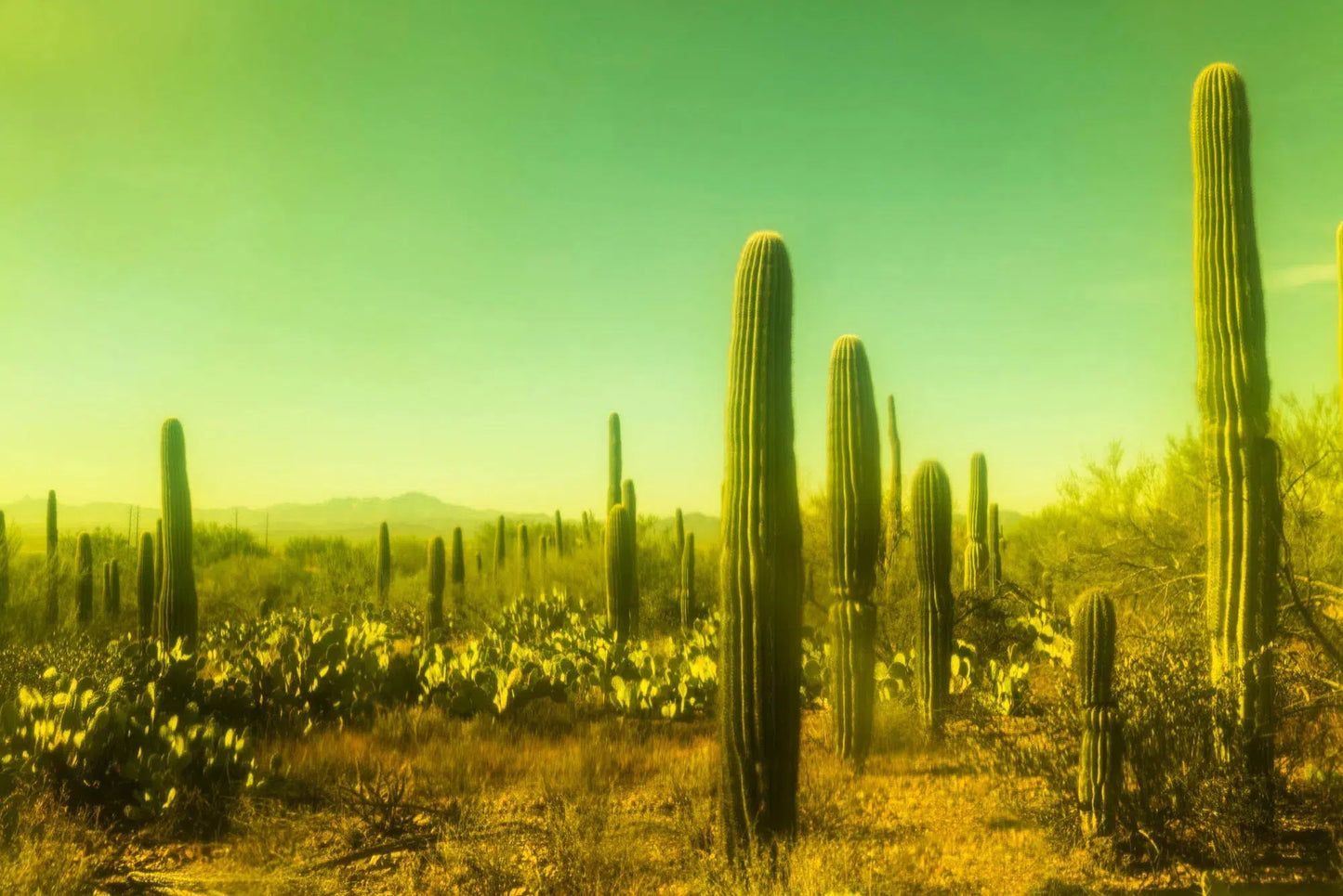 Stranger in a Strange Land, by Javiera Estrada-PurePhoto