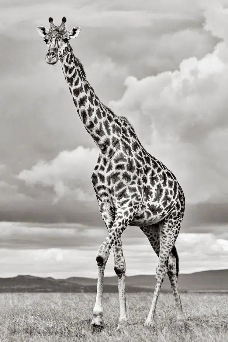 Stride, by Drew Doggett-PurePhoto