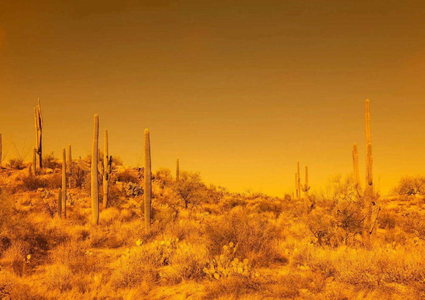 Sunshine in the Night, by Javiera Estrada-PurePhoto