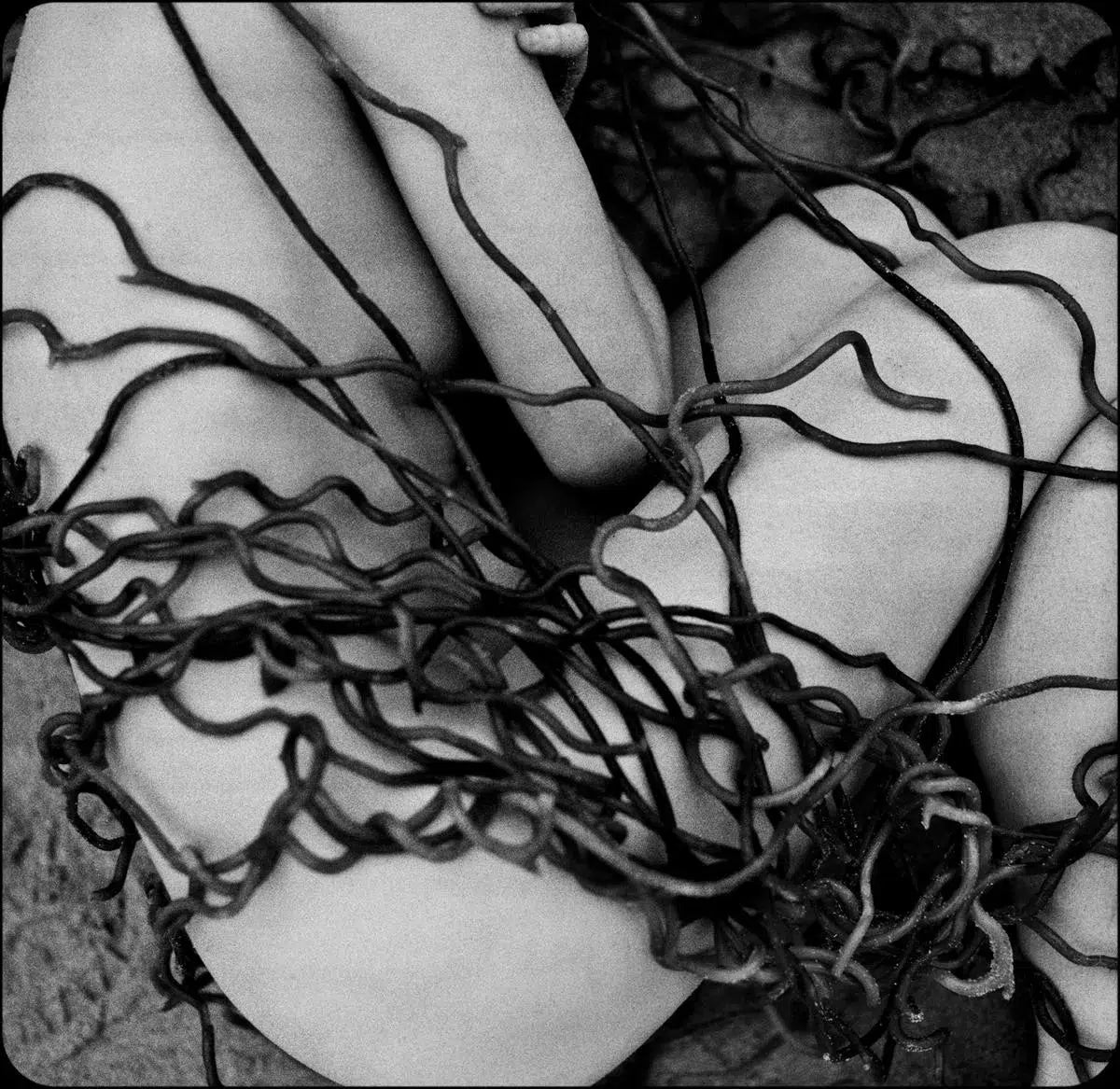 Tangled, by Javiera Estrada-PurePhoto