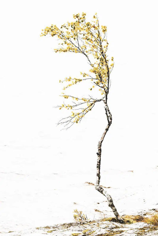 The Birch Tree, by Ari Salmela-PurePhoto