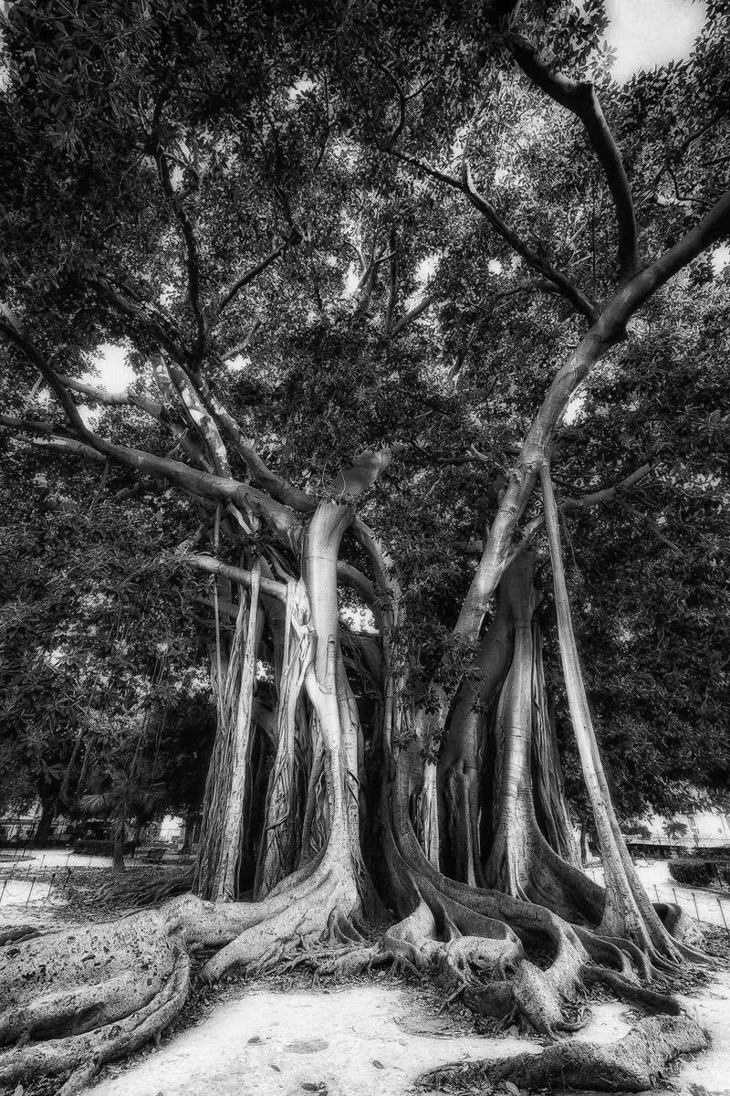 The Great Tree VII, by Marco Virgone-PurePhoto