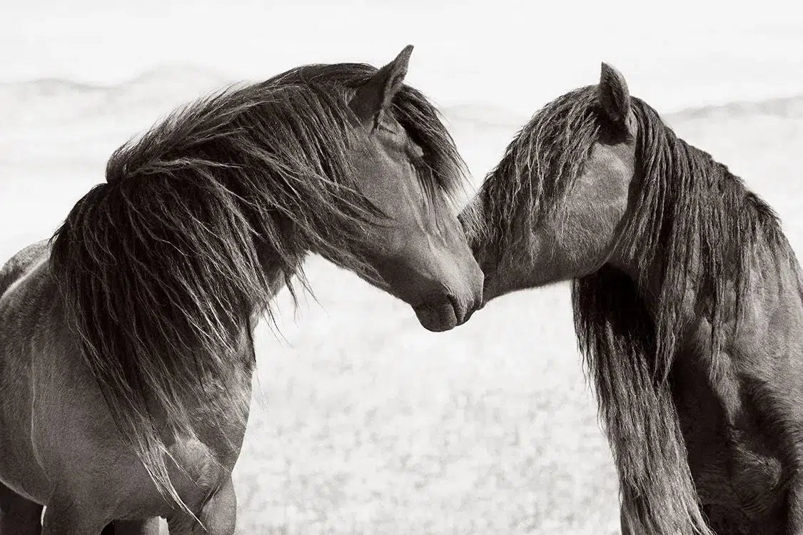 The Kiss, by Drew Doggett-PurePhoto