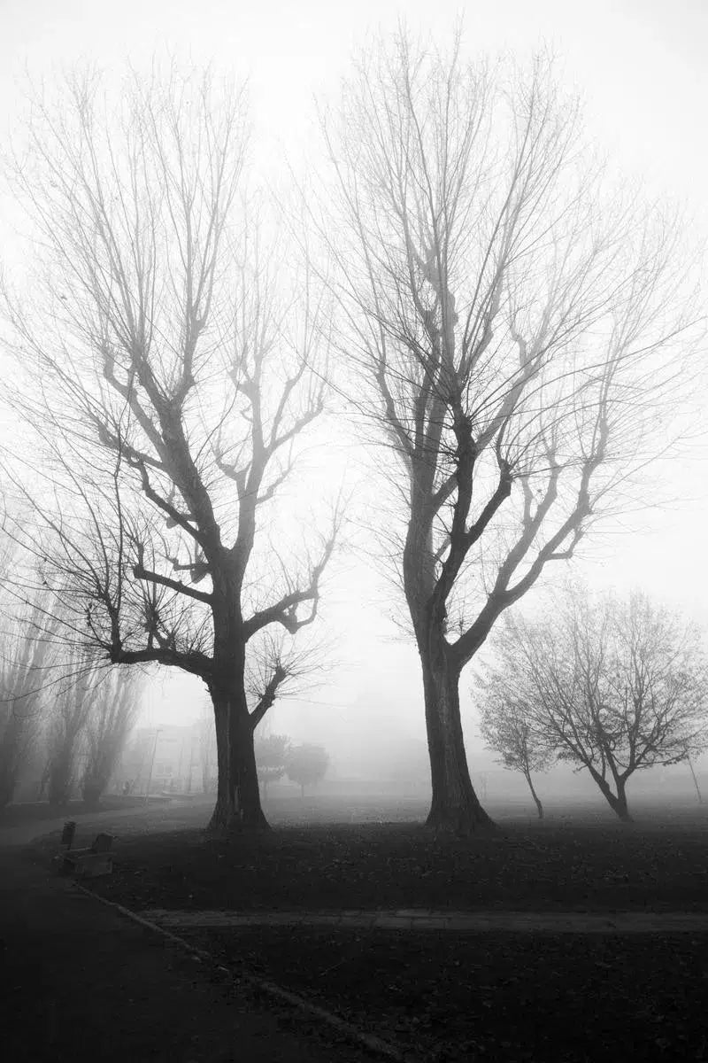 The Twin Trees, by Marco Virgone-PurePhoto