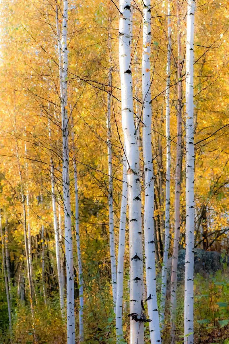 Thin Birches, by Ari Salmela-PurePhoto