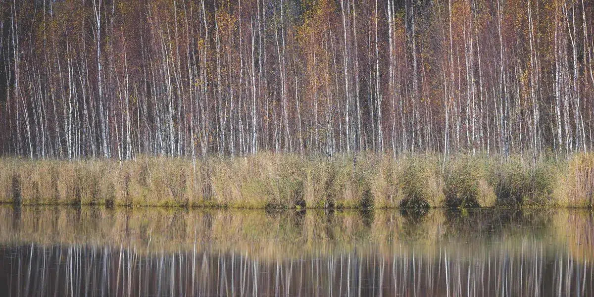 Thin Birches on the Shore, by Ari Salmela-PurePhoto