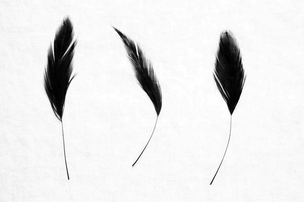 Three Feathers I-PurePhoto