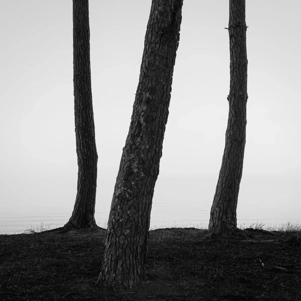 Three Trees, by Maggy Morrissey-PurePhoto