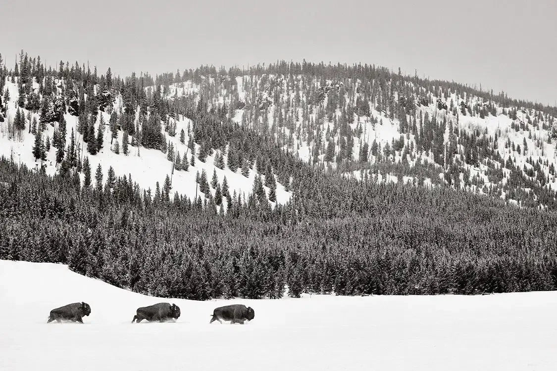 Thunder of the Plains, by Drew Doggett-PurePhoto