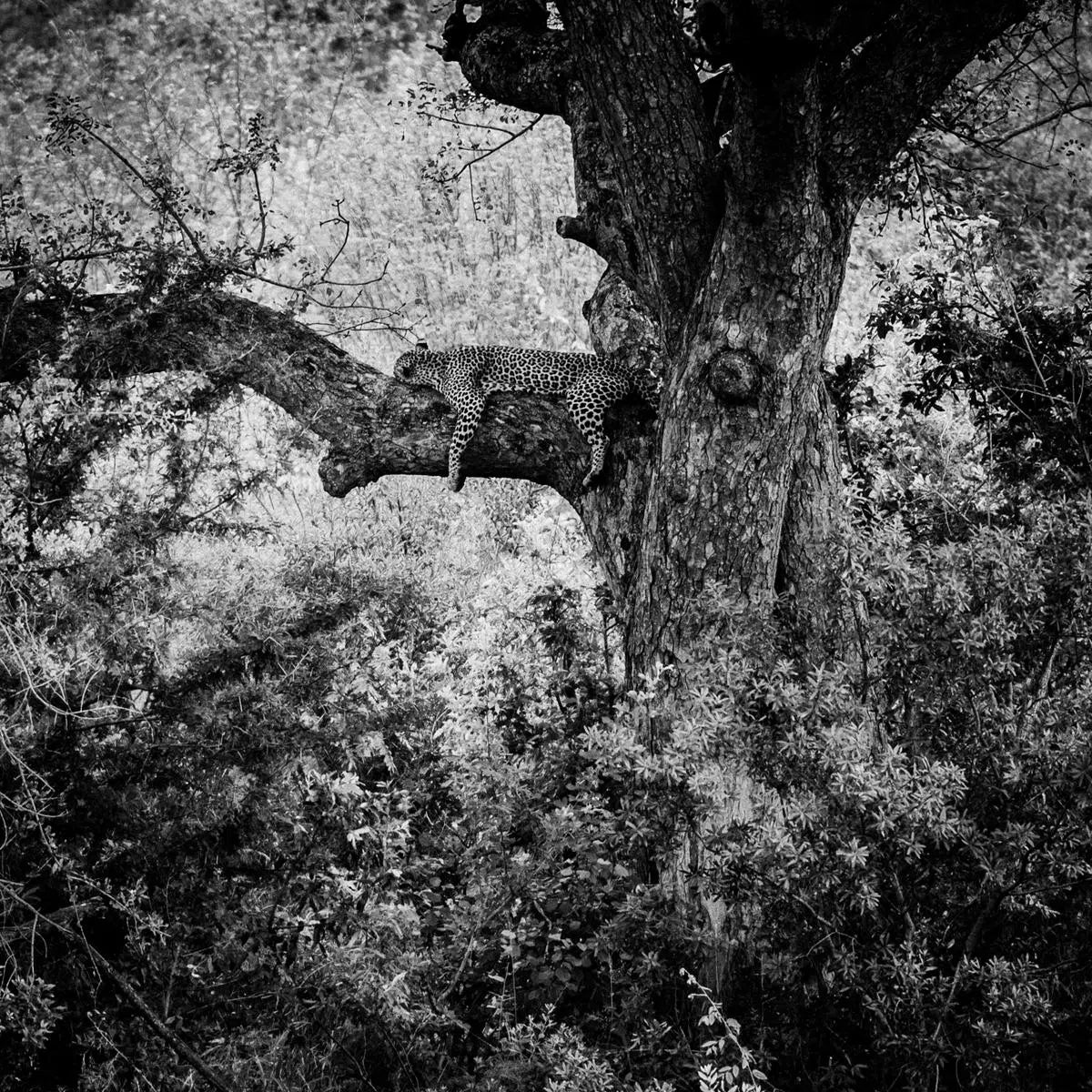 Tired Leopard, by Laurent Baheux-PurePhoto