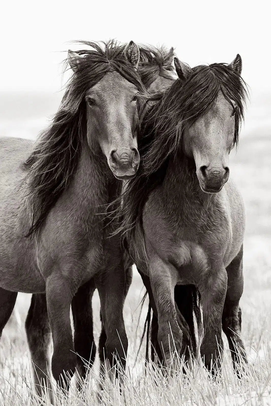 Titans, by Drew Doggett-PurePhoto
