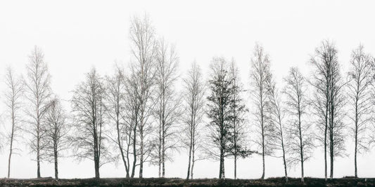 Tree Line, by Ari Salmela-PurePhoto