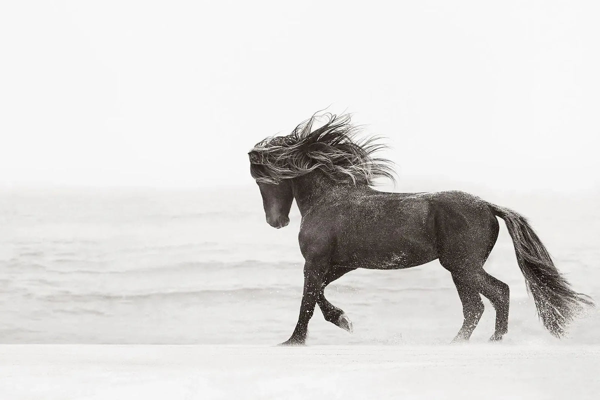 Triumph, by Drew Doggett-PurePhoto