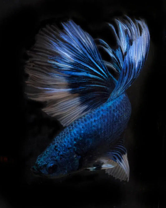 Tropical Fish 3, by Michael Filonow-PurePhoto