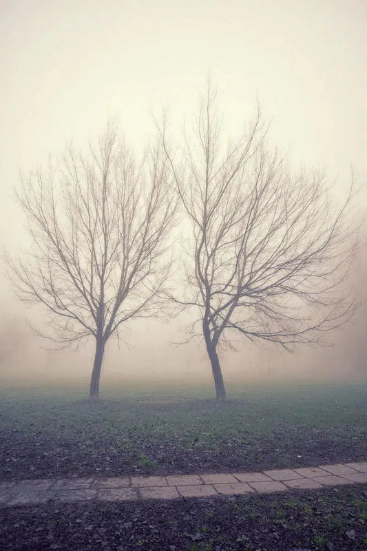 Twin Treesin Fog, by Marco Virgone-PurePhoto
